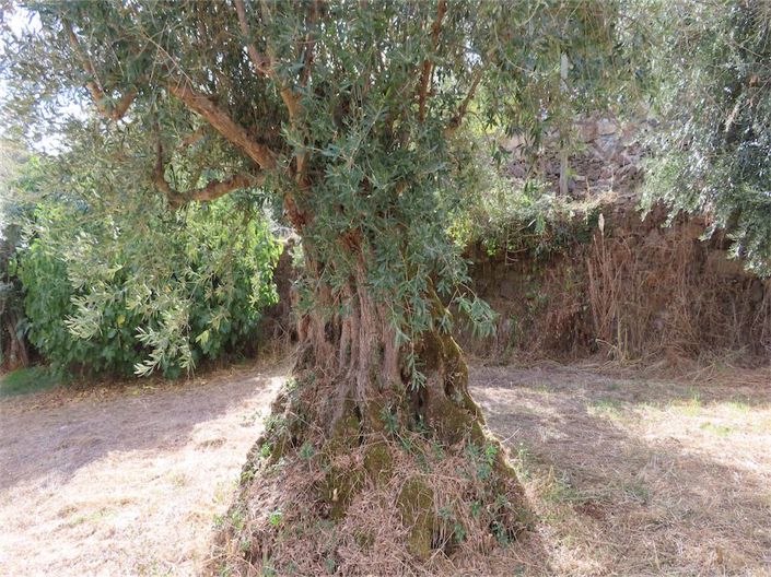 Image No.33-Propriété à vendre à Castelo Branco