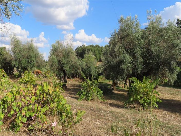 Image No.34-Propriété à vendre à Castelo Branco