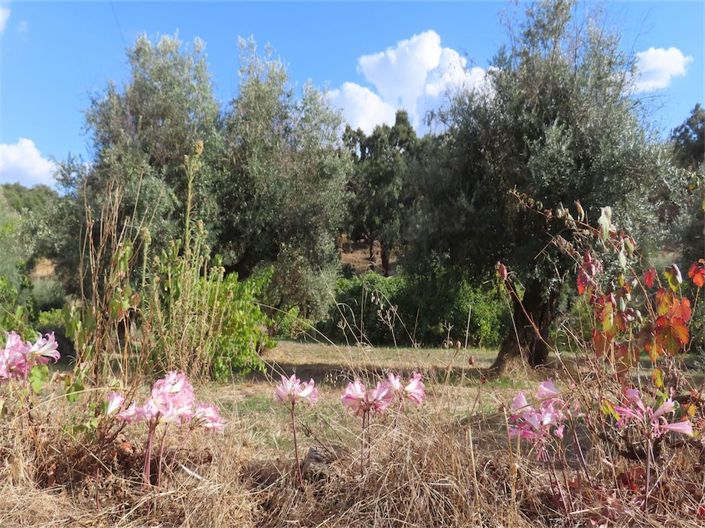 Image No.35-Propriété à vendre à Castelo Branco