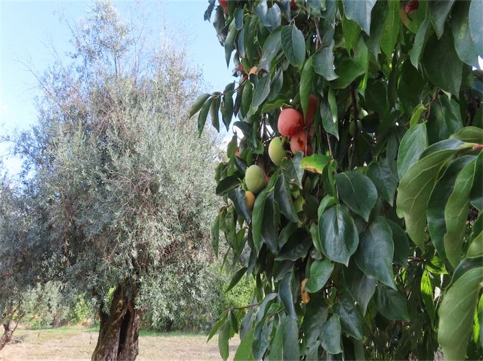 Image No.36-Propriété à vendre à Castelo Branco