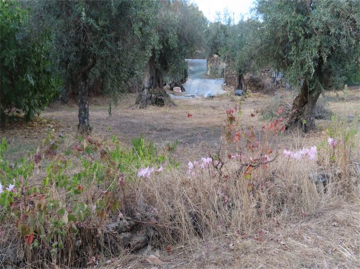 Image No.37-Propriété à vendre à Castelo Branco