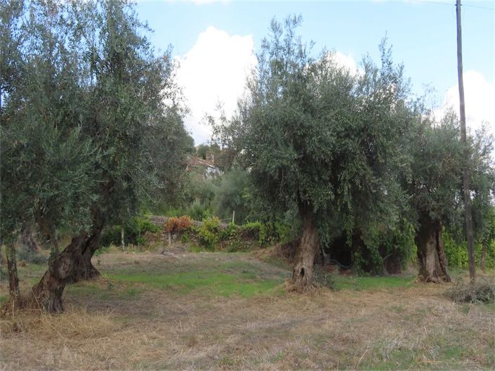 Image No.39-Propriété à vendre à Castelo Branco