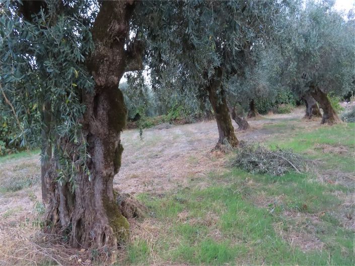 Image No.41-Propriété à vendre à Castelo Branco