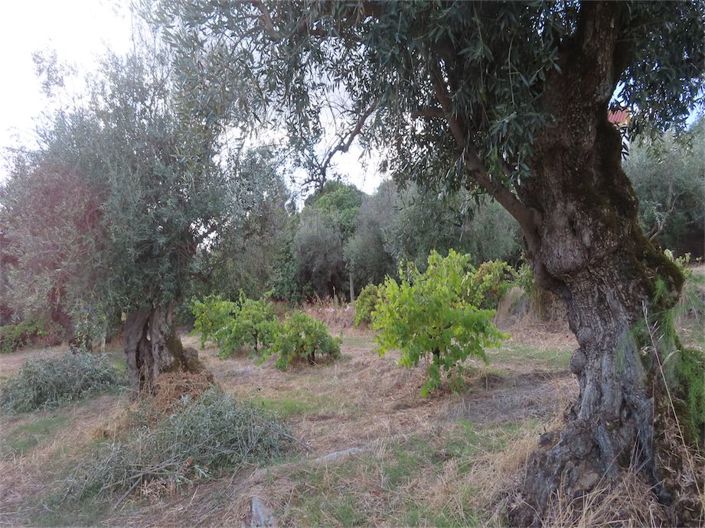 Image No.45-Propriété à vendre à Castelo Branco