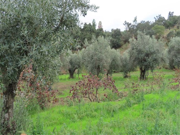 Image No.8-Propriété à vendre à Castelo Branco