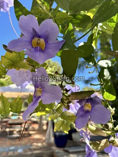 Image No.21-Propriété de pays de 4 chambres à vendre à Oliva