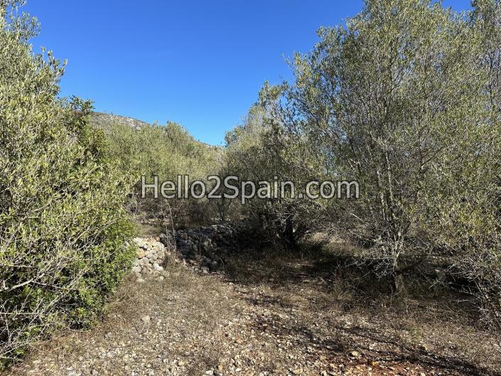 Image No.7-Terre de 4 chambres à vendre à Alcalali