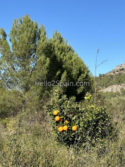 Image No.10-Terre de 4 chambres à vendre à Alcalali