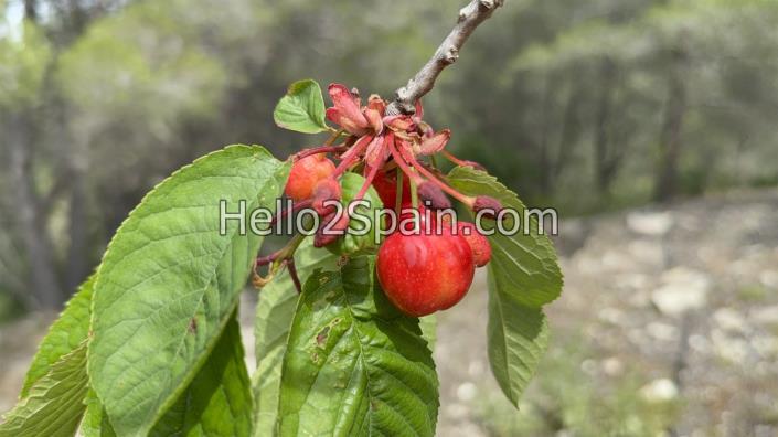 Image No.16-Terre à vendre à Vall de Gallinera