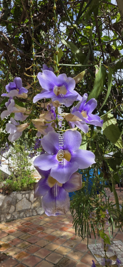 Image No.13-Maison de campagne de 4 chambres à vendre à Oliva