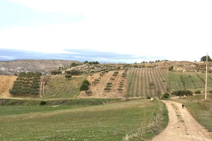 Image No.5-Terre à vendre à Siculiana