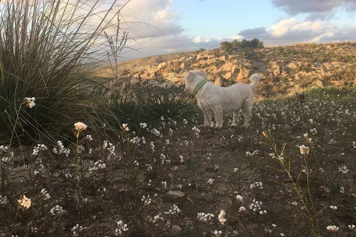 Image No.7-Terre à vendre à Siculiana