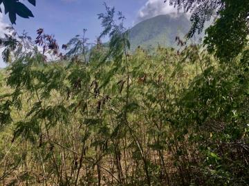 Cole-Hill-Rd-Lot-41-01