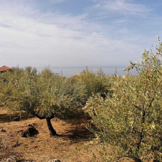 Image No.2-Plot for sale