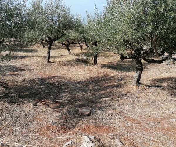 Image No.4-Plot for sale