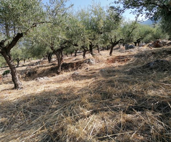 Image No.7-Plot for sale