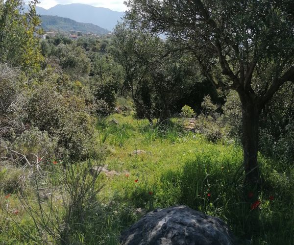 Image No.7-Maison de 2 chambres à vendre à Kardamyli