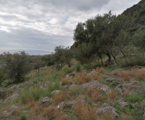 Image No.4-Plot for sale