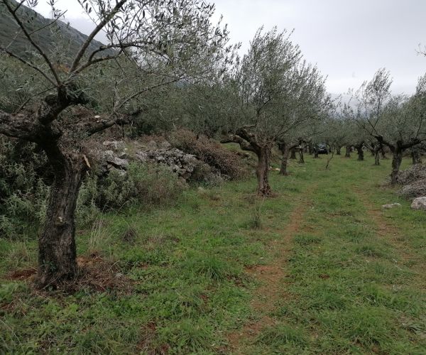 Image No.4-Terrain à vendre à Kardamyli