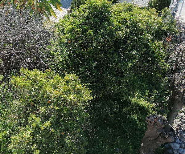 Image No.15-Maison de 8 chambres à vendre à Kardamyli