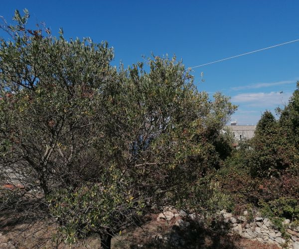 Image No.4-Plot for sale