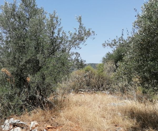 Image No.11-Terrain à vendre à Kardamyli