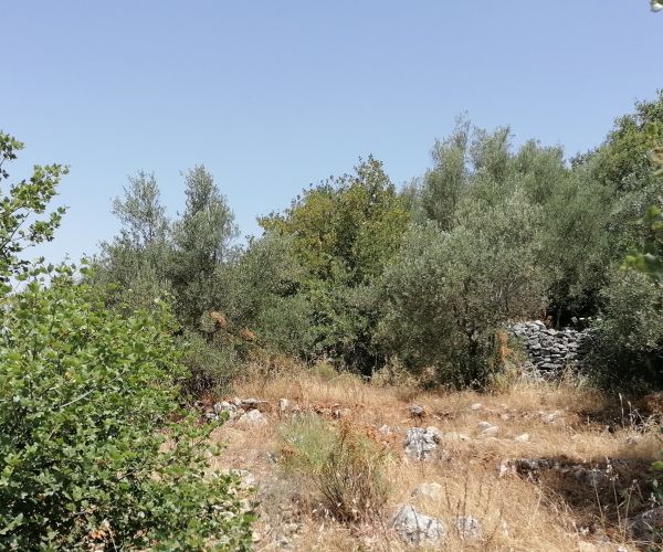 Image No.4-Terrain à vendre à Kardamyli