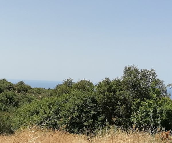 Image No.5-Terrain à vendre à Kardamyli