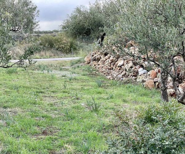 Image No.5-Plot for sale