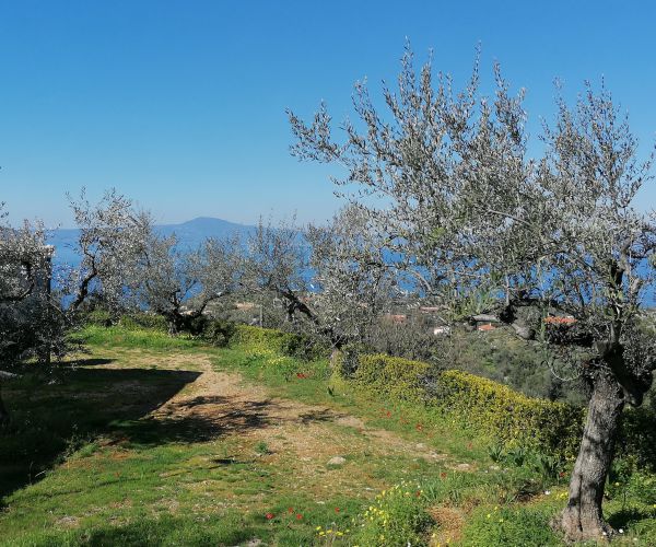 Image No.55-Maison de 3 chambres à vendre à Kardamyli