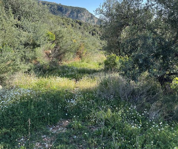 Image No.12-Terrain à vendre à Kardamyli