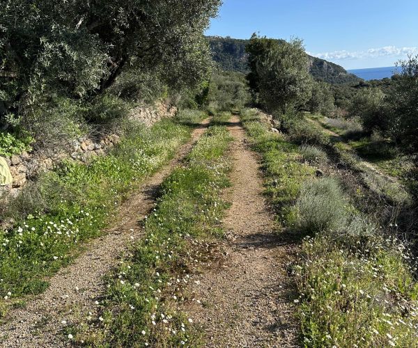 Image No.17-Terrain à vendre à Kardamyli