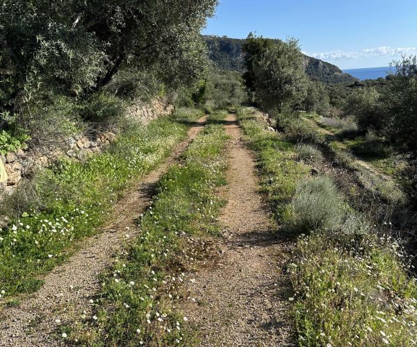 Image No.18-Terrain à vendre à Kardamyli
