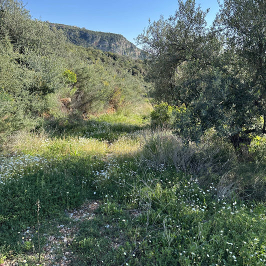 Image No.2-Terrain à vendre à Kardamyli