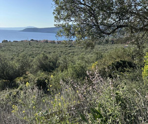 Image No.5-Terrain à vendre à Kardamyli