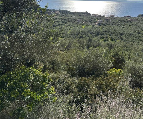 Image No.6-Terrain à vendre à Kardamyli