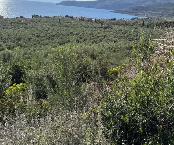Image No.9-Terrain à vendre à Kardamyli