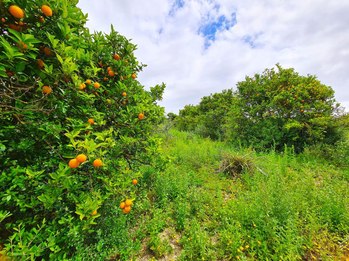 Image No.29-Maison de 3 chambres à vendre à San Martin del Tesorillo