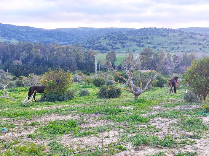 Image No.32-Maison de 3 chambres à vendre à San Martin del Tesorillo