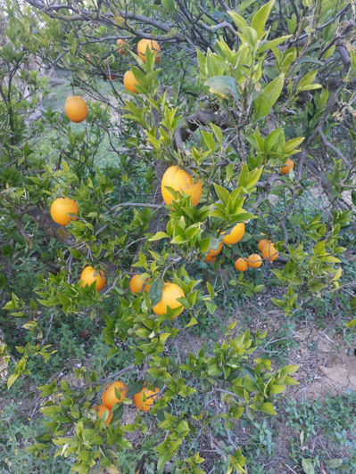 Image No.37-Maison de 3 chambres à vendre à San Martin del Tesorillo