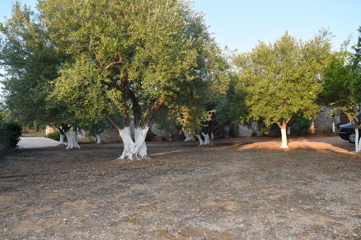 Image No.37-Propriété de 7 chambres à vendre à Milatos