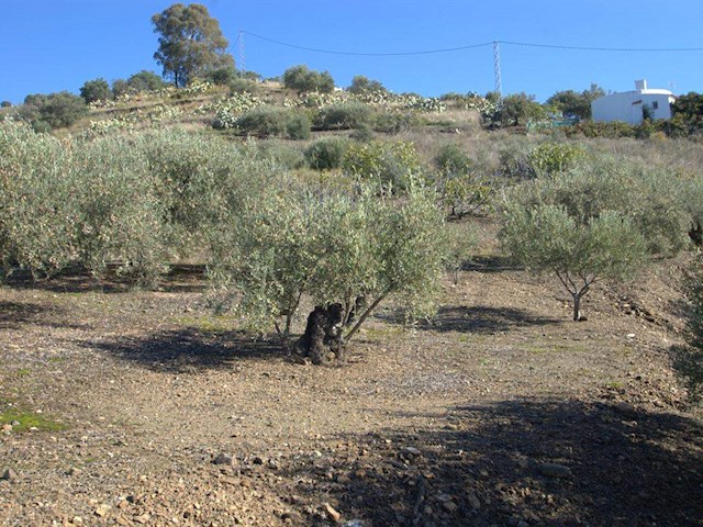 Image No.7-Finca de 1 chambre à vendre à Torrox