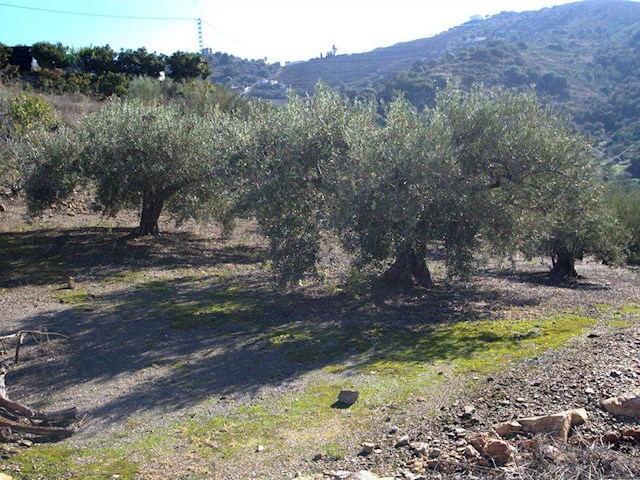Image No.8-Finca de 1 chambre à vendre à Torrox