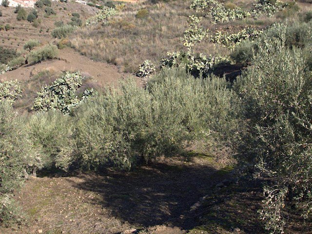 Image No.9-Finca de 1 chambre à vendre à Torrox
