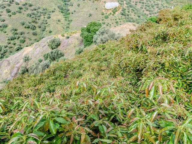 Image No.16-Finca de 2 chambres à vendre à Torrox