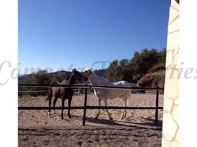 Image No.23-Finca de 4 chambres à vendre à Sayalonga