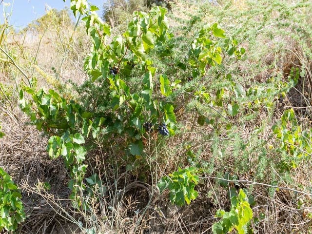 Image No.12-Land for sale