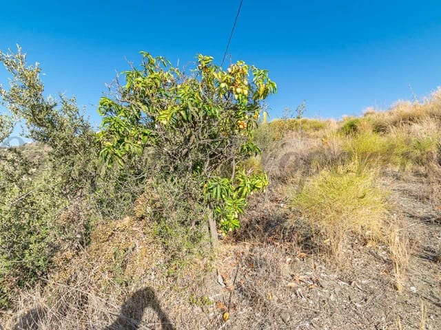 Image No.6-Terre à vendre à Torrox