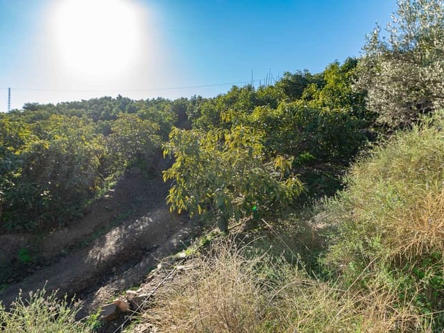 Image No.3-Terre à vendre à Torrox