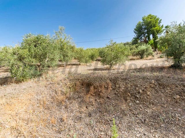 Image No.2-Terre à vendre à Canillas de Albaida